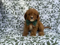 Lasso, a male Cavapoo for sale in Lakeland, FL – 5 of 9