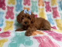 Rosie, a female Cockapoo and Poodle - Miniature  for sale in Lakeland, FL – 6 of 7