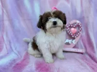 Zuma, a female Shihpoo and Poodle - Miniature  for sale in Lakeland, FL – Photo 1 of 8