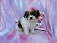 Zuma, a female Shihpoo and Poodle - Miniature  for sale in Lakeland, FL – Photo 7 of 8