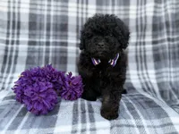 Kodak, a male Shihpoo for sale in Lakeland, FL – Photo 9 of 9