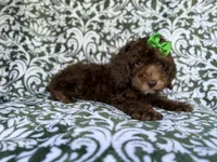 Claire, a female Cavapoo for sale in Lakeland, FL – 9 of 9