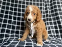 Jett, a male Cockapoo and Poodle - Miniature  for sale in Lakeland, FL – 5 of 8