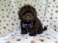 Amos, a male Shihpoo for sale in Lakeland, FL – 9 of 10