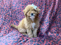 Skittles, a female Cavapoo for sale in Lakeland, FL – 10 of 10