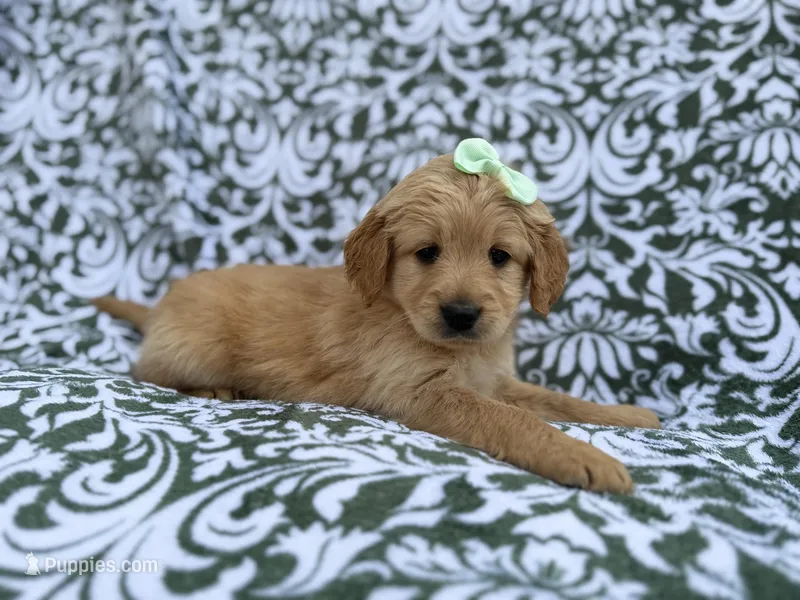 Brynlee – Goldendoodle, Golden Retriever puppy for sale in Lakeland, FL
