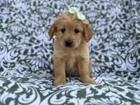 Brynlee, a female Goldendoodle and Golden Retriever for sale in Lakeland, FL – Photo 5 of 8