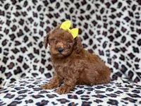 Sydney, a female Miniature Goldendoodle for sale in Lakeland, FL – 3 of 8