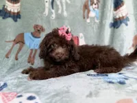 Cocoa, a female Cavapoo for sale in Lakeland, FL – 3 of 8