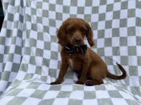 Domino, a male Cavapoo for sale in Lakeland, FL – 6 of 7