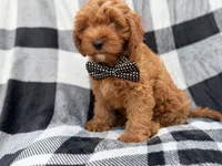 Benny, a male Cavapoo for sale in Lakeland, FL – 8 of 9
