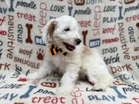 Louie, a male Cockapoo for sale in Lakeland, FL – 4 of 9