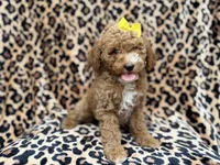 Reagan, a female Cockapoo for sale in Lakeland, FL – 3 of 8