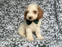 Jax, a male Cockapoo and Poodle - Miniature  for sale in Lakeland, FL – 7 of 8