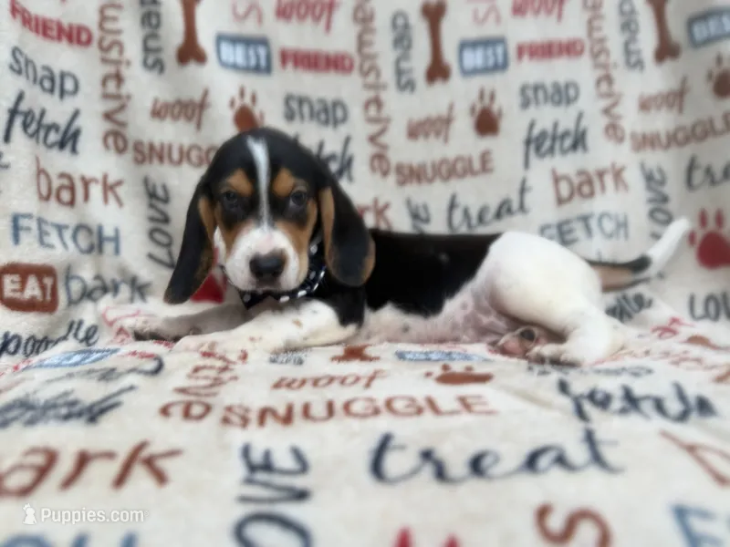 Waylon – Beagle puppy for sale in Lakeland, FL