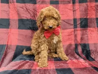 Muffin, a male Poodle - Miniature  for sale in Lakeland, FL – 5 of 8