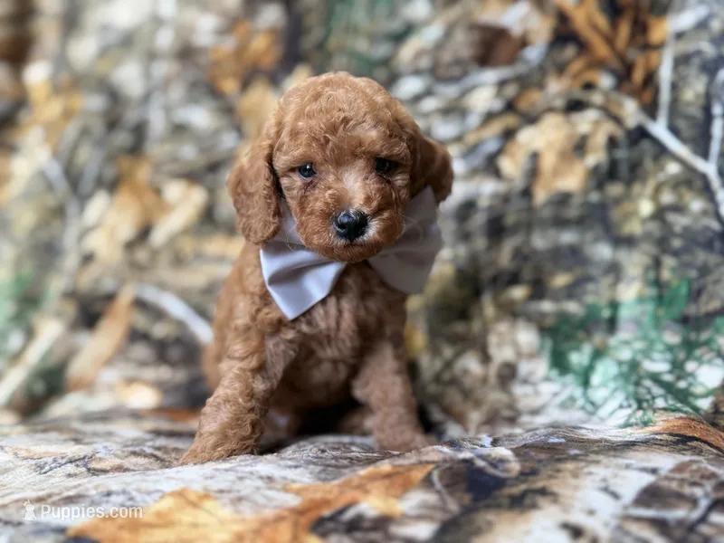 Landon – Cavapoo puppy for sale in Lakeland, FL