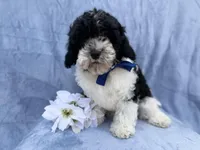 Odie, a male Cavapoo for sale in Lakeland, FL – Photo 2 of 8