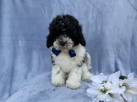 Odie, a male Cavapoo for sale in Lakeland, FL – Photo 5 of 8