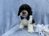 Odie, a male Cavapoo for sale in Lakeland, FL – Photo 7 of 8