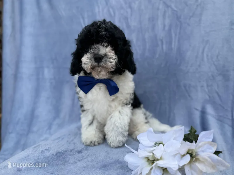 Odie, a male Cavapoo for sale in Lakeland, FL – Photo 1 of 8