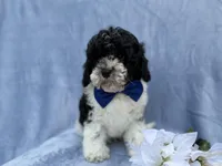 Odie, a male Cavapoo for sale in Lakeland, FL – Photo 3 of 8