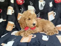 Wallace, a male Cockapoo for sale in Lakeland, FL – 1 of 7