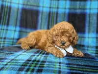 Cody, a male Cavapoo and Poodle - Miniature  for sale in Lakeland, FL – 8 of 9