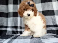Pepper, a female Cockapoo for sale in Lakeland, FL – 7 of 8