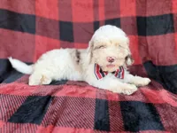 Slade, a male Cockapoo for sale in Lakeland, FL – 8 of 8