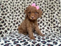 Macey, a female Cockapoo and Poodle - Miniature  for sale in Lakeland, FL – 2 of 8
