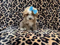 Fancy, a female Cockapoo and Poodle - Miniature  for sale in Lakeland, FL – 3 of 7