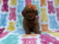 Ansley, a female Cavapoo and Poodle - Miniature  for sale in Lakeland, FL – 3 of 8