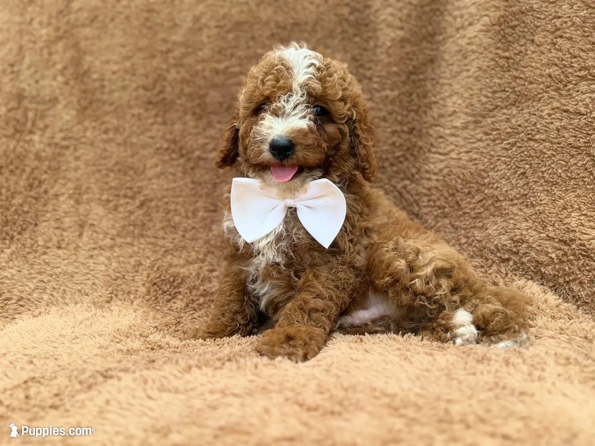 Lane, a male Goldendoodle and Poodle - Miniature  for sale in Lakeland, FL – 1 of 10