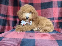 Peter, a male Cockapoo for sale in Lakeland, FL – 9 of 9