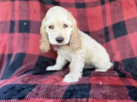 Tonka, a male Cocker Spaniel for sale in Lakeland, FL – 7 of 10