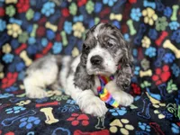 Hero, a male Cocker Spaniel for sale in Lakeland, FL – 3 of 8