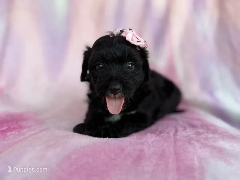 Daisy – Miniature Aussiedoodle puppy for sale in Lakeland, FL