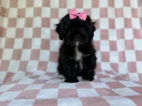 Zoey, a female Shihpoo for sale in Lakeland, FL – 4 of 8