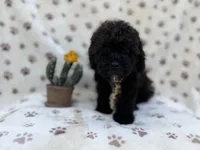 Buddy, a male Shihpoo for sale in Lakeland, FL – Photo 3 of 8