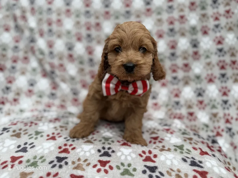Pete – Cocker Spaniel, Poodle - Miniature  puppy for sale in Lakeland, FL