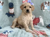 Brylynn, a female Goldendoodle and Golden Retriever for sale in Lakeland, FL – Photo 9 of 9