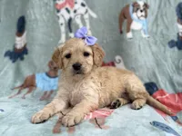 Brylynn, a female Goldendoodle and Golden Retriever for sale in Lakeland, FL – Photo 7 of 9