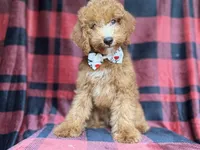 Peter, a male Cockapoo for sale in Lakeland, FL – 5 of 9