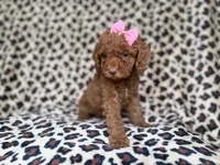 Macey, a female Cockapoo and Poodle - Miniature  for sale in Lakeland, FL – 6 of 8