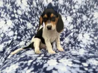 Whitney, a female Beagle for sale in Lakeland, FL – 2 of 9