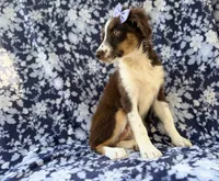 Bindi, a female Miniature Australian Shepherd for sale in Lakeland, FL – 7 of 8