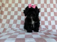 Zoey, a female Shihpoo for sale in Lakeland, FL – 8 of 8