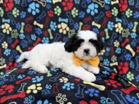 Shep, a male Shih Tzu and Shichon for sale in Lakeland, FL – 4 of 8