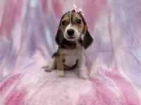 Piglet , a female Beagle for sale in Lakeland, FL – 3 of 7